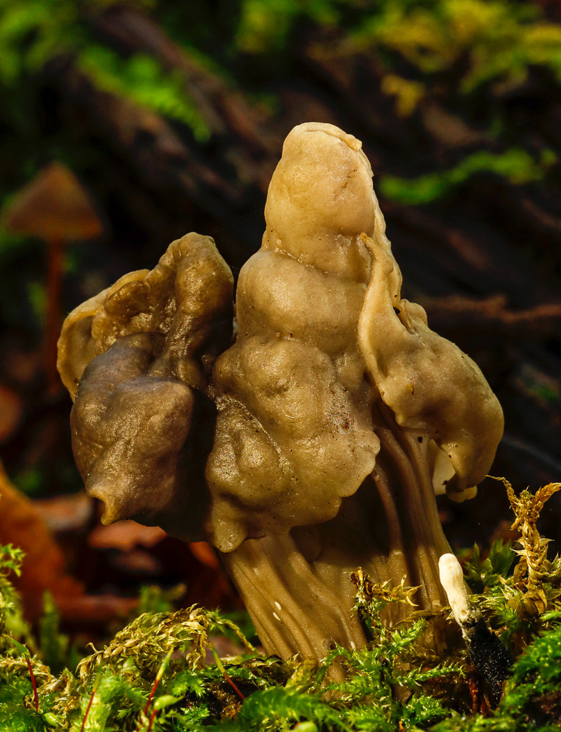 Helvella lacunosa  by John Catterson 